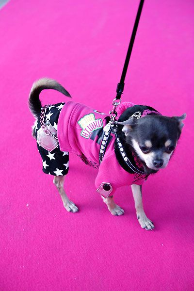 Un chihuahua de Beverly Hills : Foto Raja Gosnell