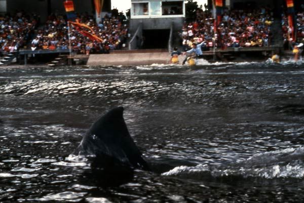 Jaws 3-D: El gran tiburón : Foto