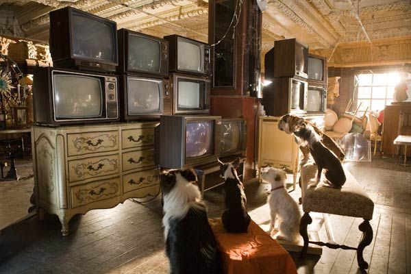 Hotel para perros : Foto