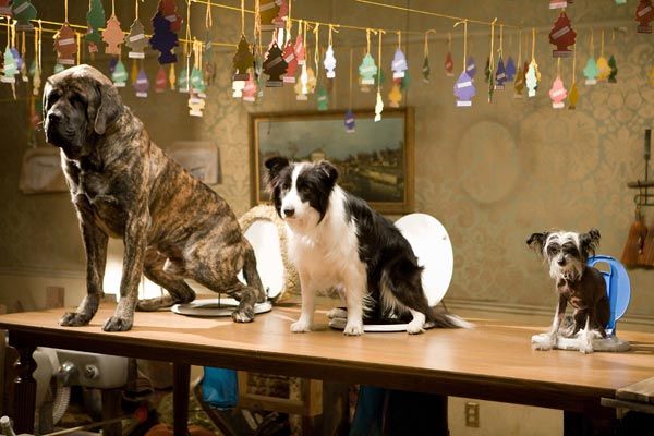 Hotel para perros : Foto