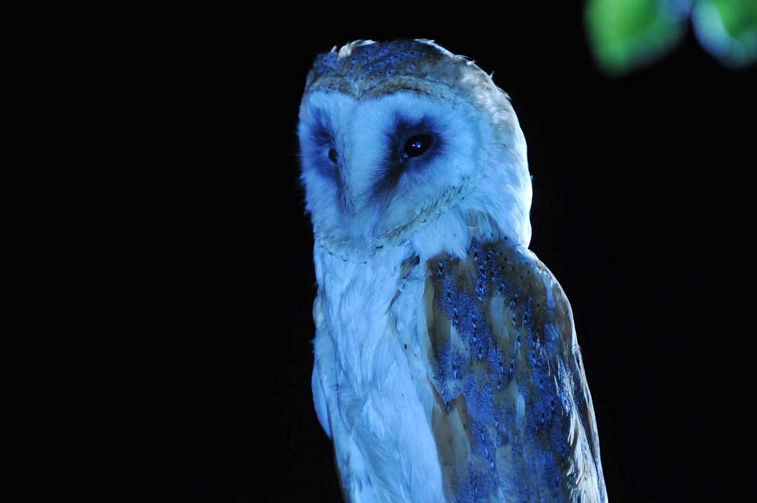 El cuarto contacto : Foto