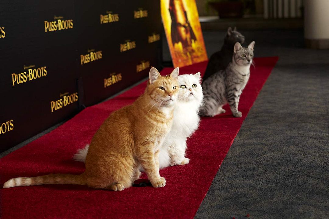 Gato con botas : Foto