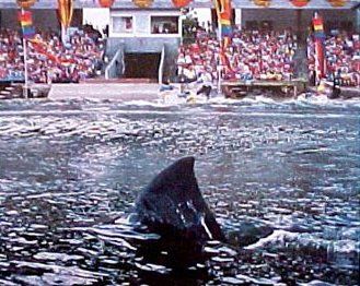 Jaws 3-D: El gran tiburón : Foto