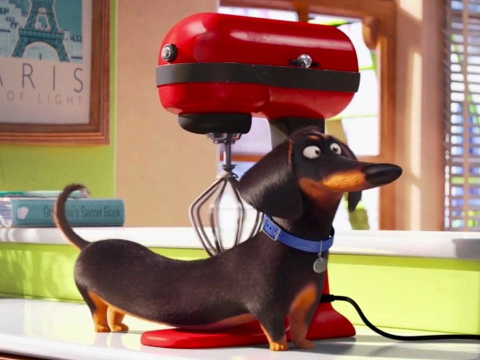 'La vida secreta de tus mascotas