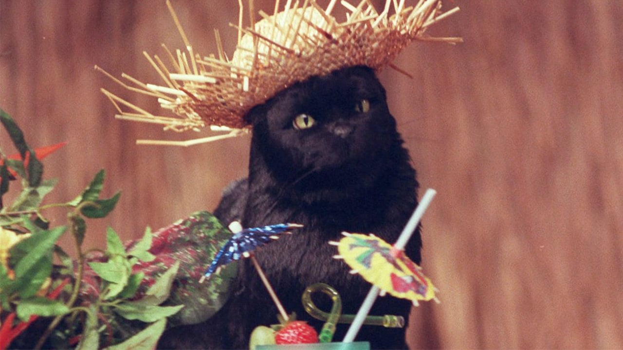 El gato negro de 'El mundo oculto de Sabrina' recorrió la alfombra roja y posó para las fotos
