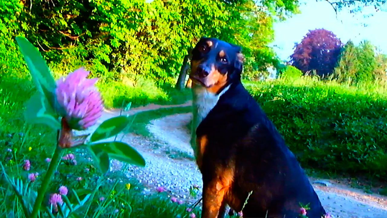 Adiós al lenguaje : Foto