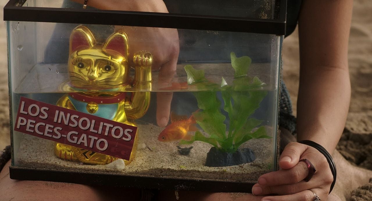 Los insólitos peces gato : Foto