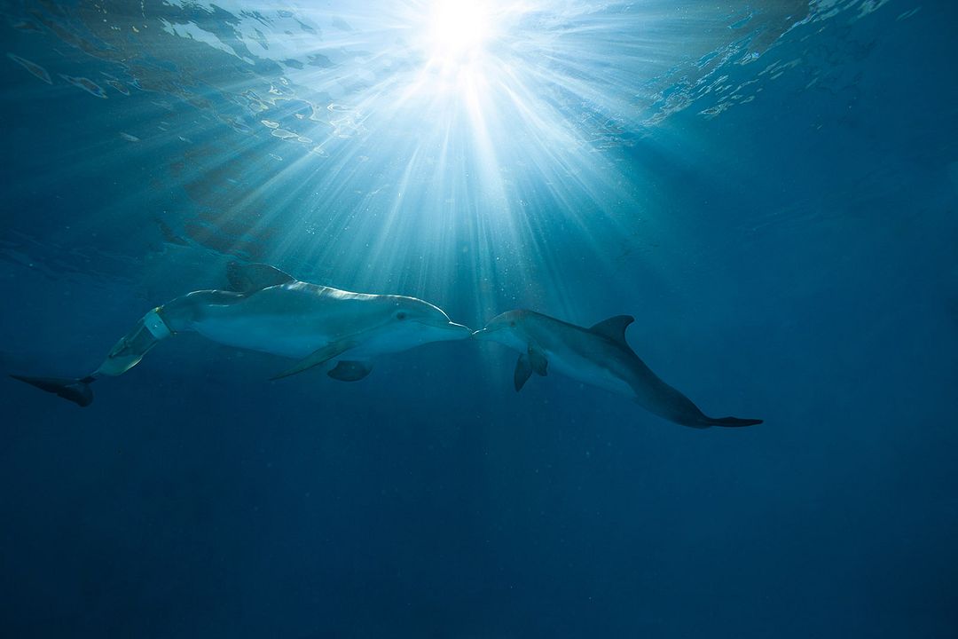 Winter - El delfín 2 : Foto