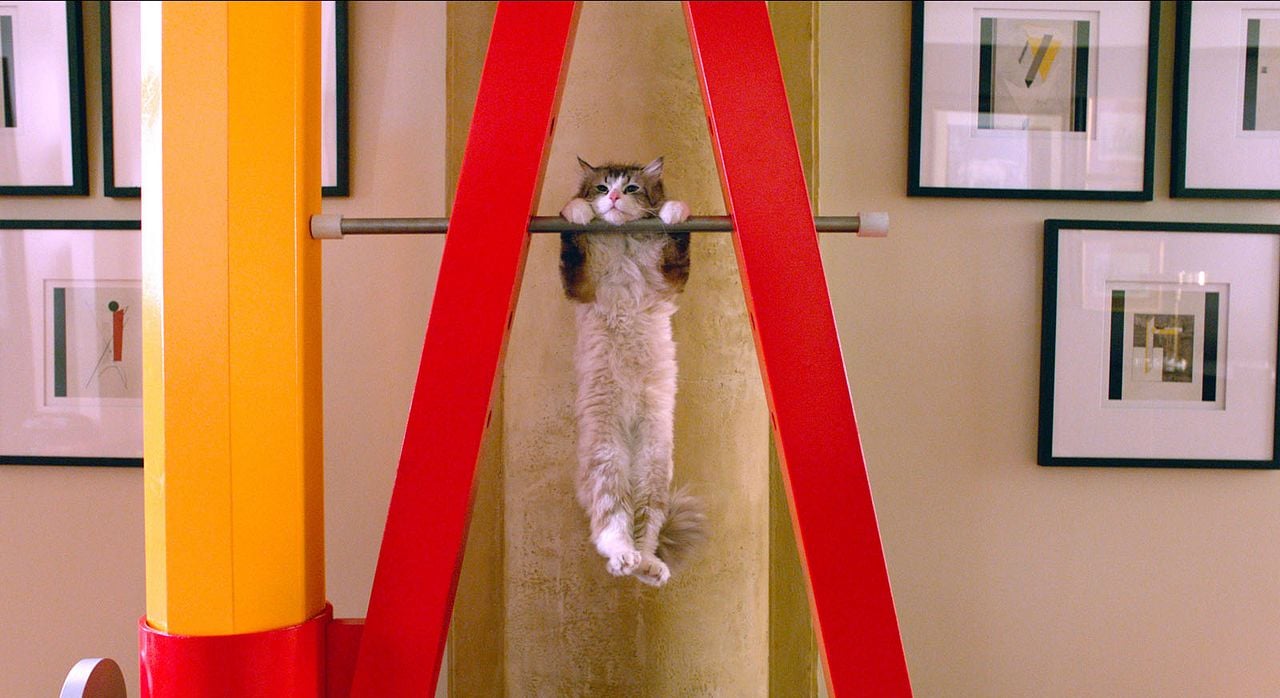 Mi papá es un gato : Foto