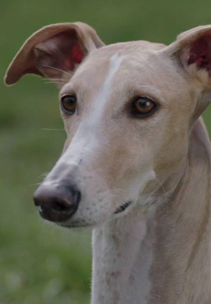 Autocrítica de un perrito burgués : Póster