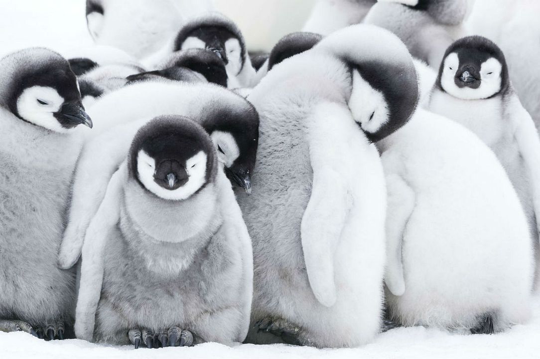 La marcha de los pingüinos 2 : Foto