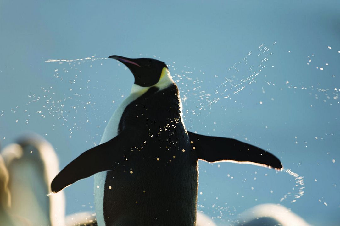 La marcha de los pingüinos 2 : Foto