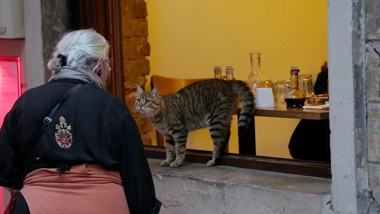 Kedi (Gatos de Estambul) : Foto