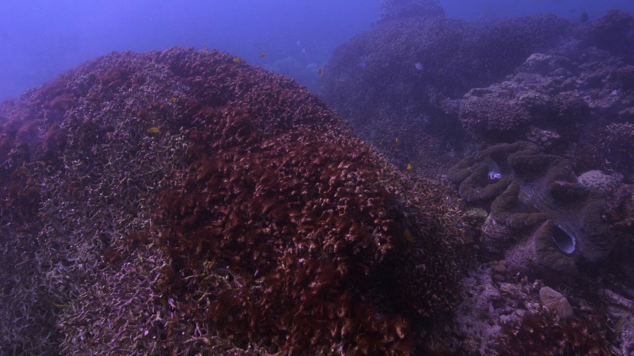 Chasing Coral : Foto