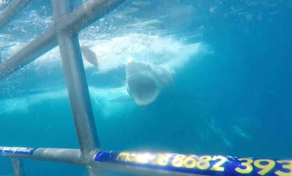 Terror profundo : Cobertura de revista