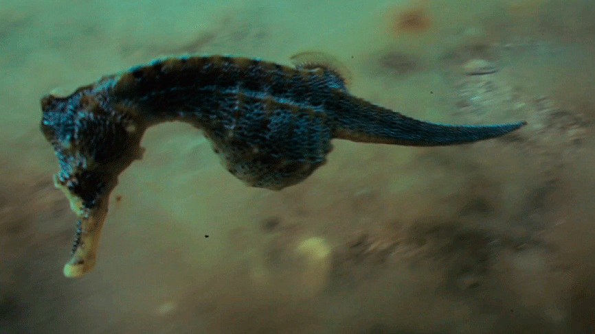 La danza del hipocampo : Foto