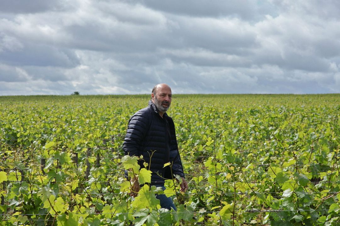 El viñedo que nos une : Foto