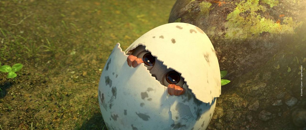 Ploey: Cabeza de chorlito : Foto