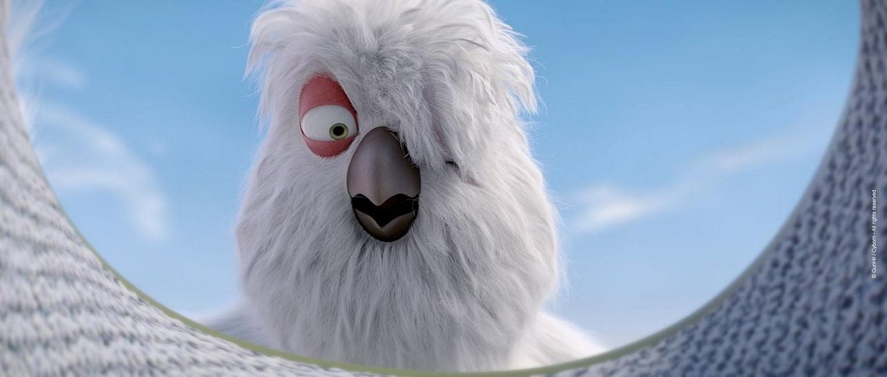 Ploey: Cabeza de chorlito : Foto