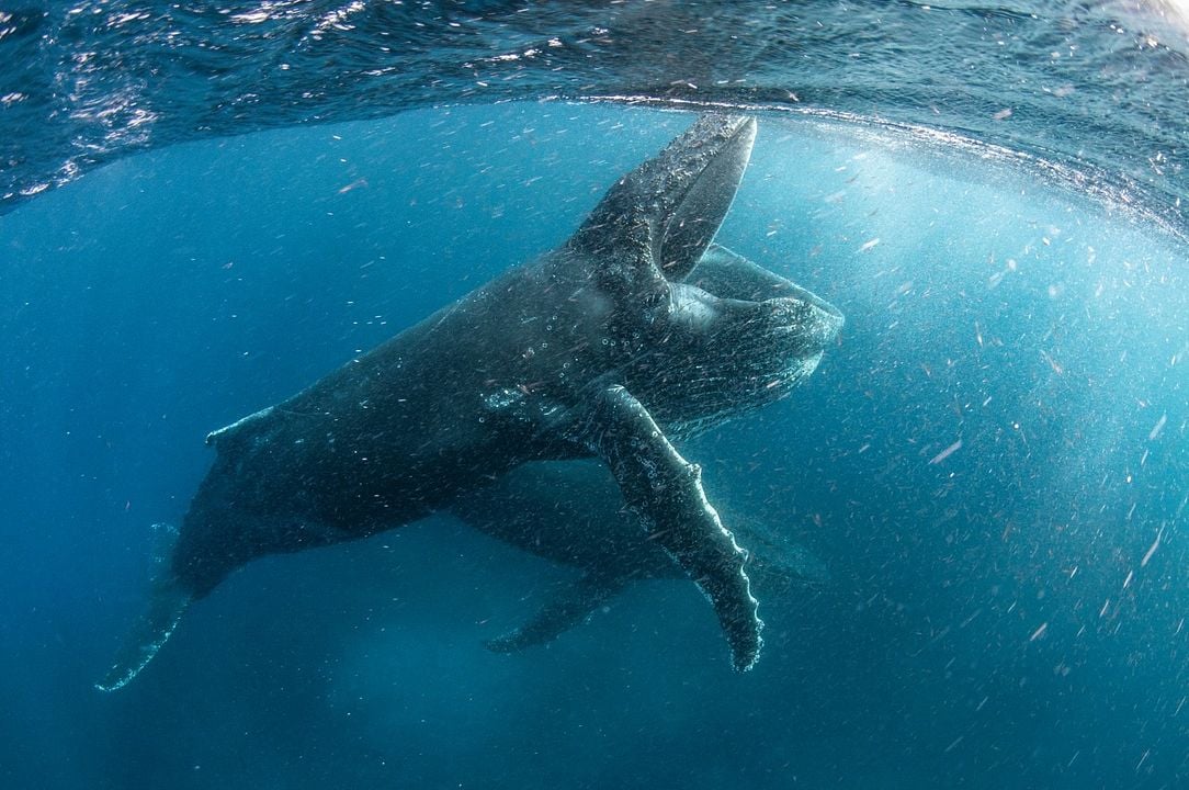 Nuestro Planeta : Foto