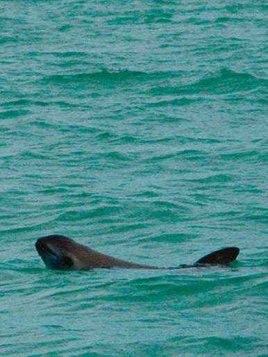 SOS: Mar de Sombras : Póster