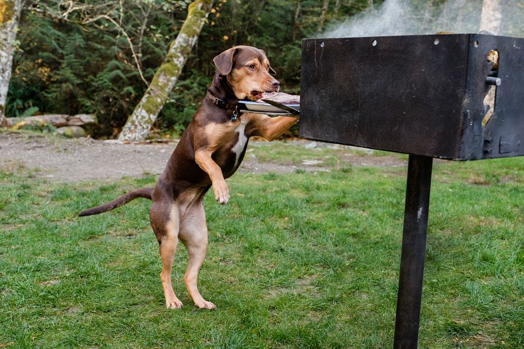 Mis huellas a casa : Foto