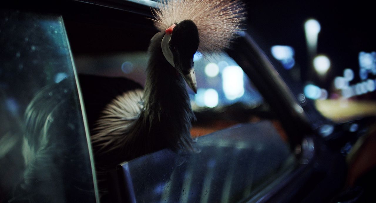 O Beautiful Night : Foto