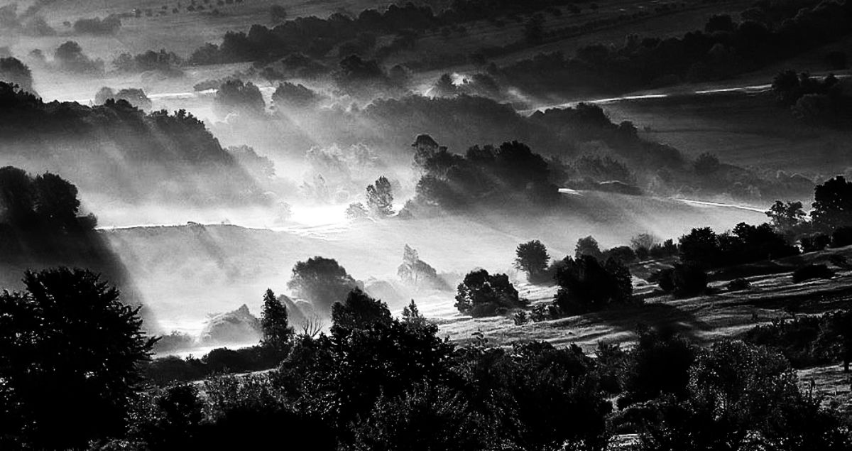 The painted bird : Foto