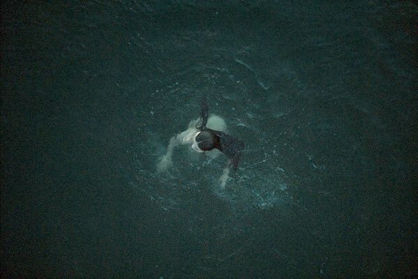 La paloma y el lobo : Foto