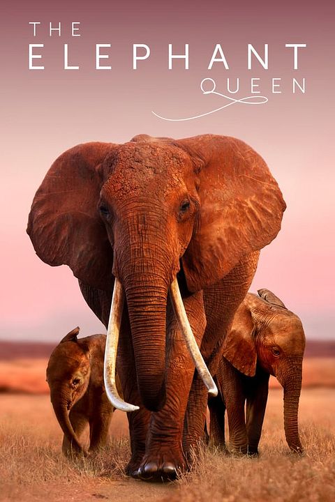 The Elephant Queen : Póster