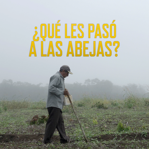¿Qué les pasó a las abejas? : Póster