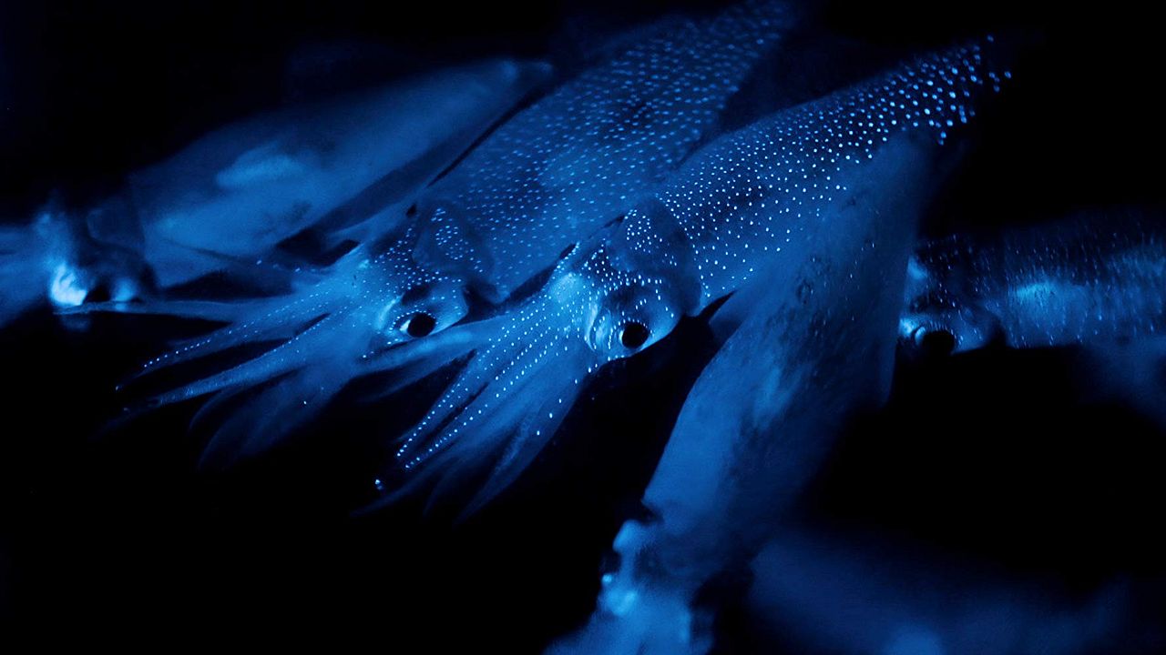 La Tierra de noche : Póster