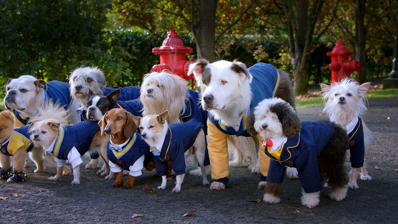 Academia de cachorros : Póster