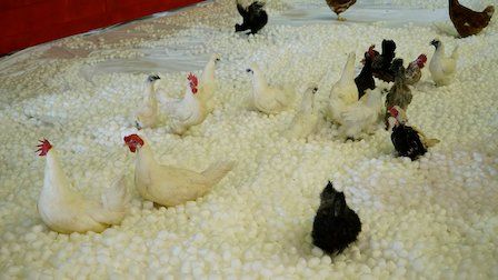 Jimmy: La verdadera historia de un verdadero idiota : Póster