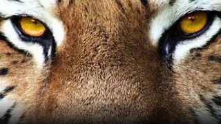 72 animales peligrosos: Asia : Póster