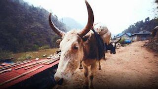 72 animales peligrosos: Asia : Foto