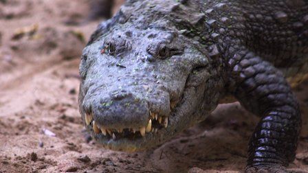 72 animales peligrosos: Asia : Foto