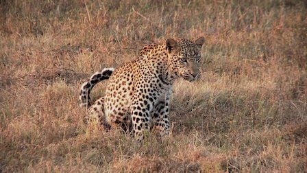 72 animales peligrosos: Asia : Foto