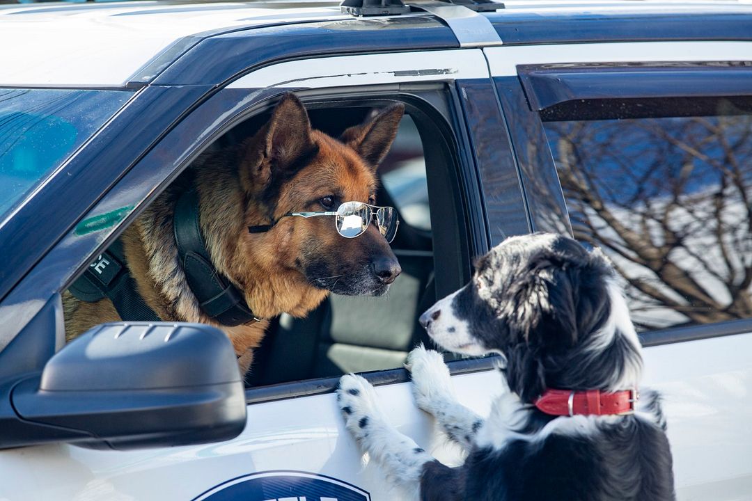 Como perros y gatos 3: Patas unidas : Foto
