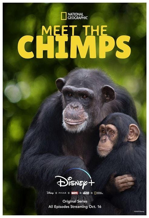 Conociendo a los chimpancés : Póster