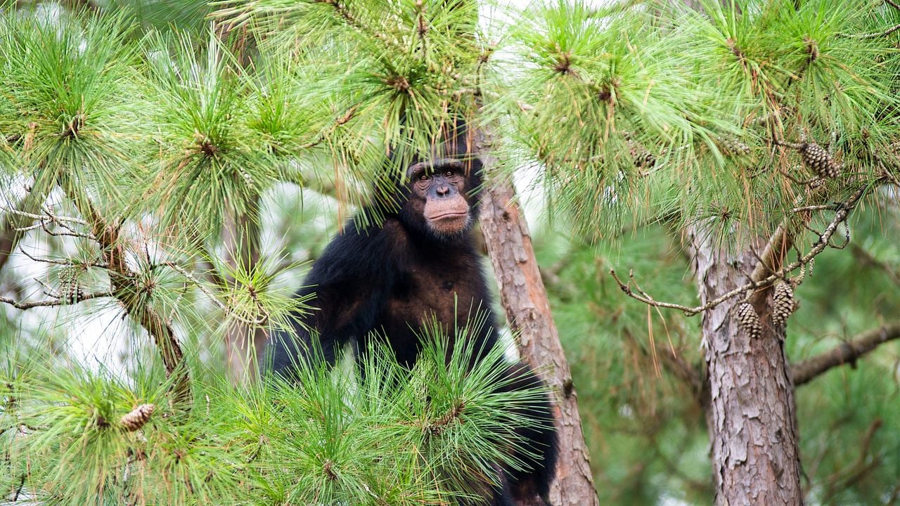 Conociendo a los chimpancés : Foto