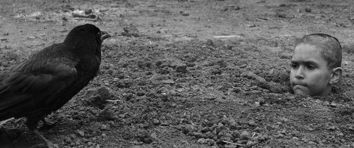 The painted bird : Foto