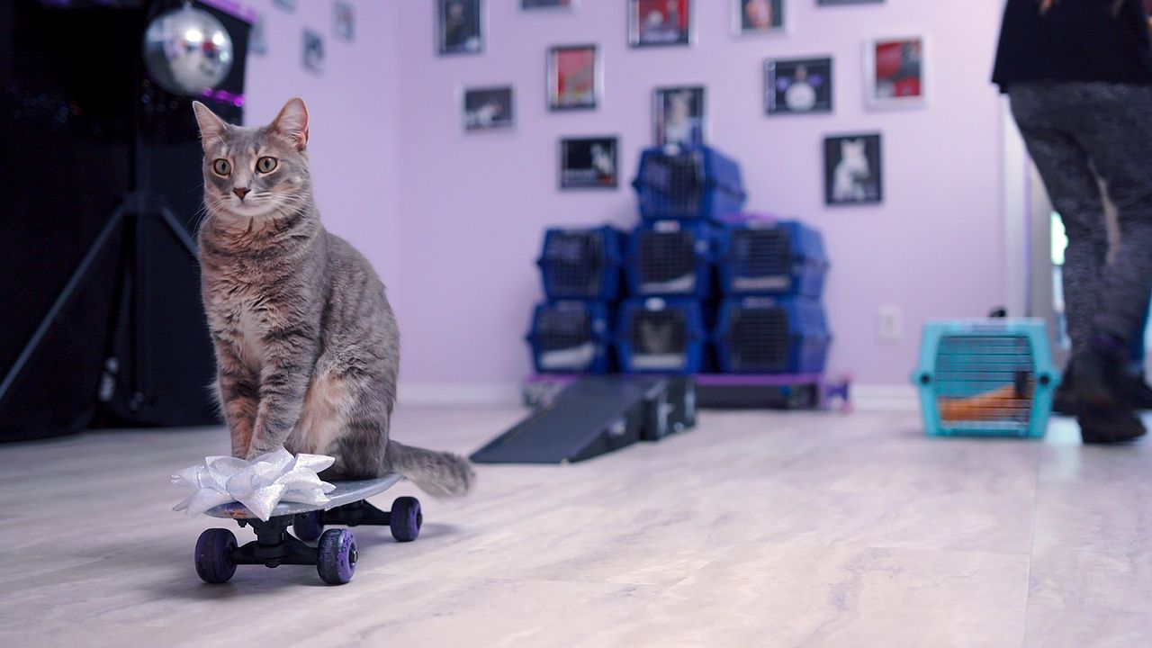 Gente de Gatos : Foto