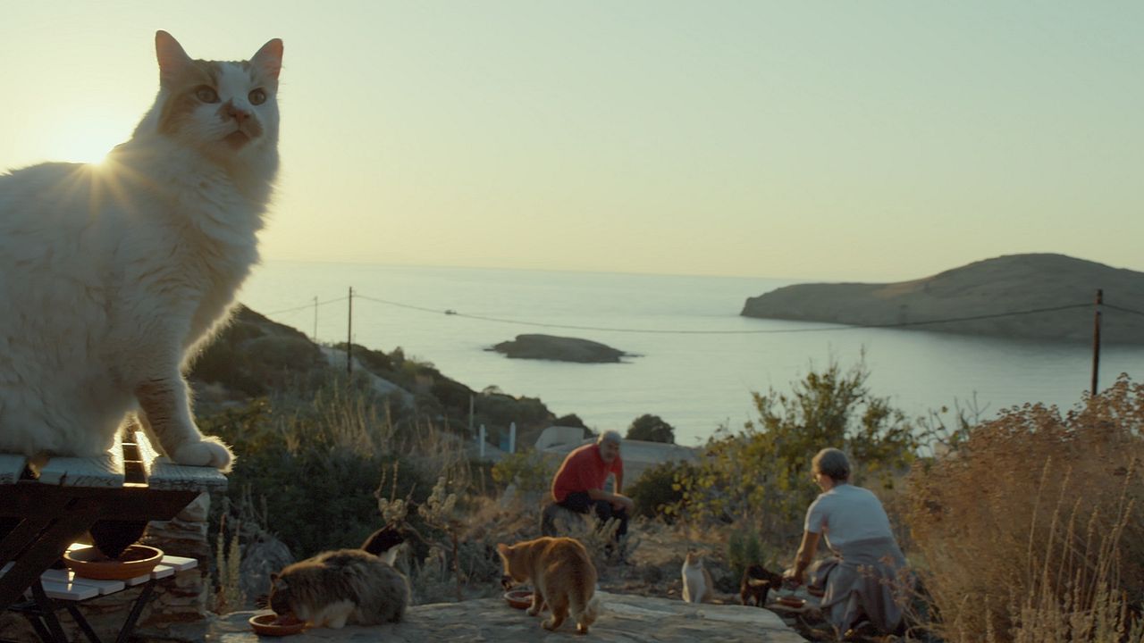 Gente de Gatos : Foto