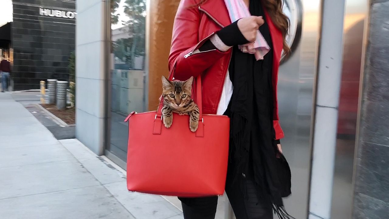 Gente de Gatos : Foto