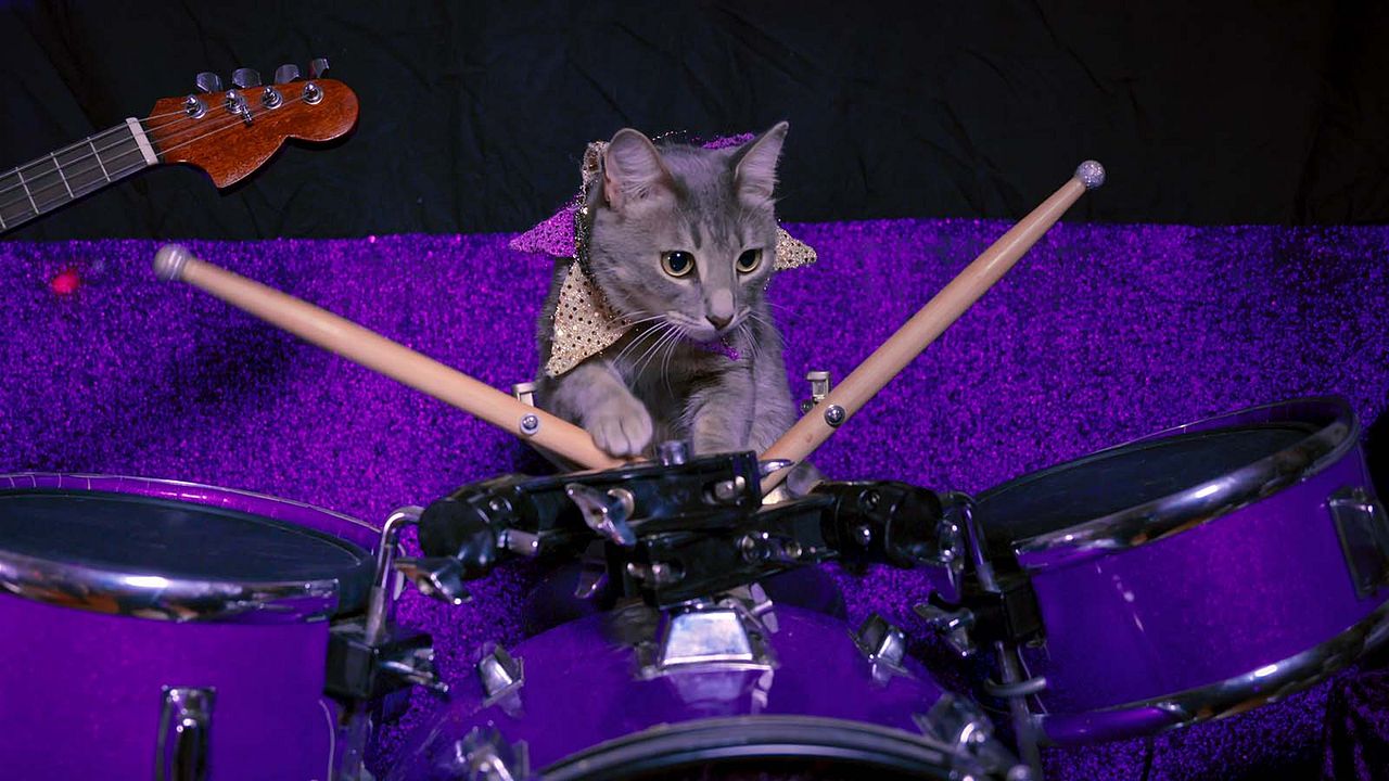 Gente de Gatos : Foto