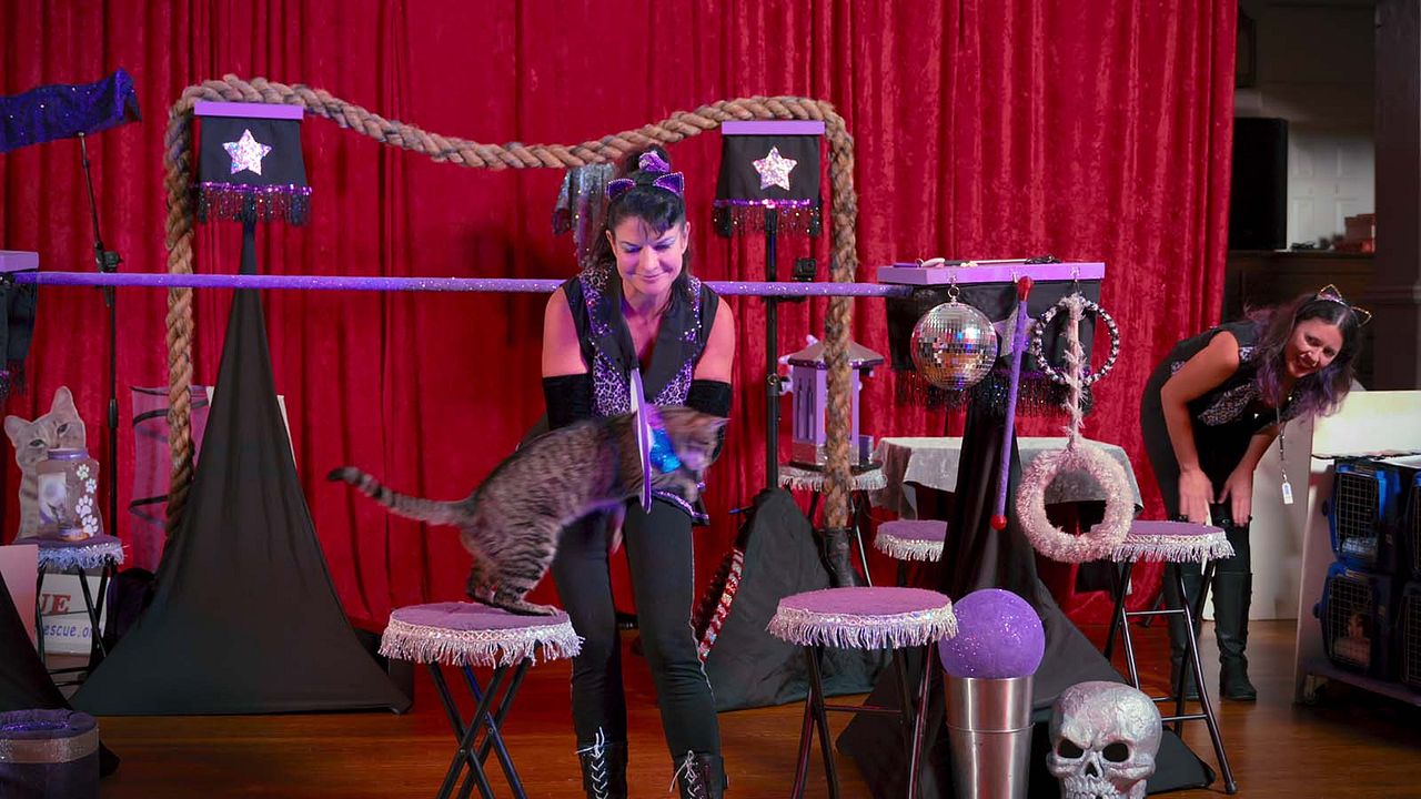 Gente de Gatos : Foto