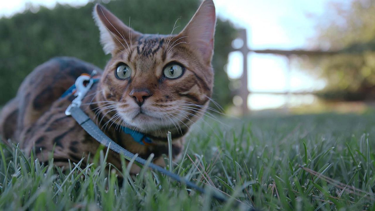 Gente de Gatos : Foto