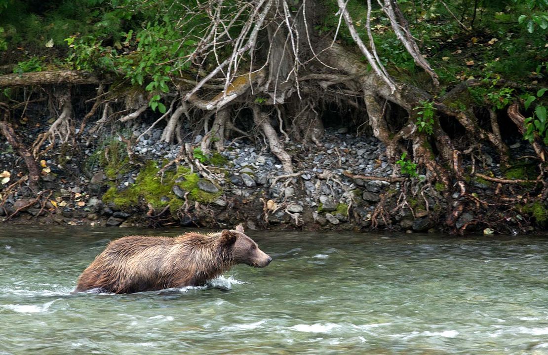 Growing Up Animal : Foto