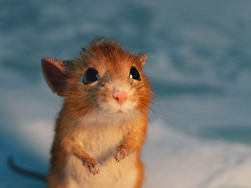 A Boy Called Christmas : Foto